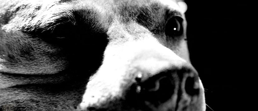 TERROR estrenan video para “Deep Rooted”